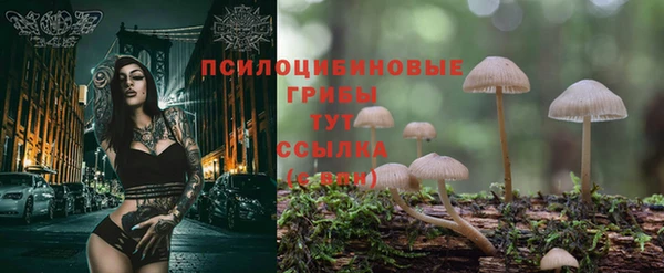 гашик Михайловск